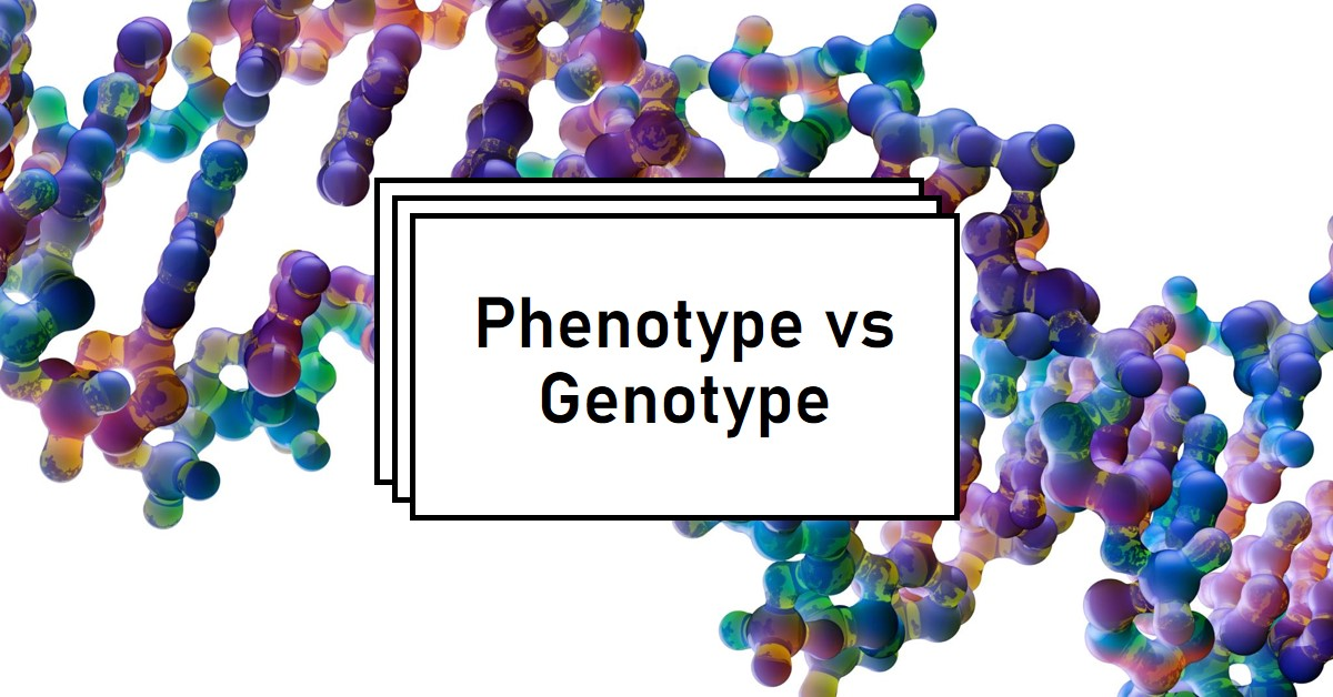 XCXC Phenotype vs Genotype: Unraveling the Genetic Mysteries